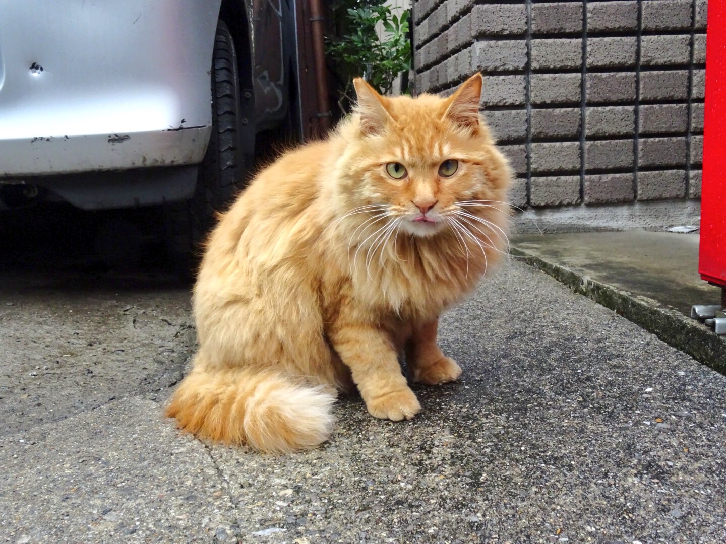 野良猫 今日の野良にゃん🐾 #さくらねこ #野良猫 #はちわれ #ハチワレ