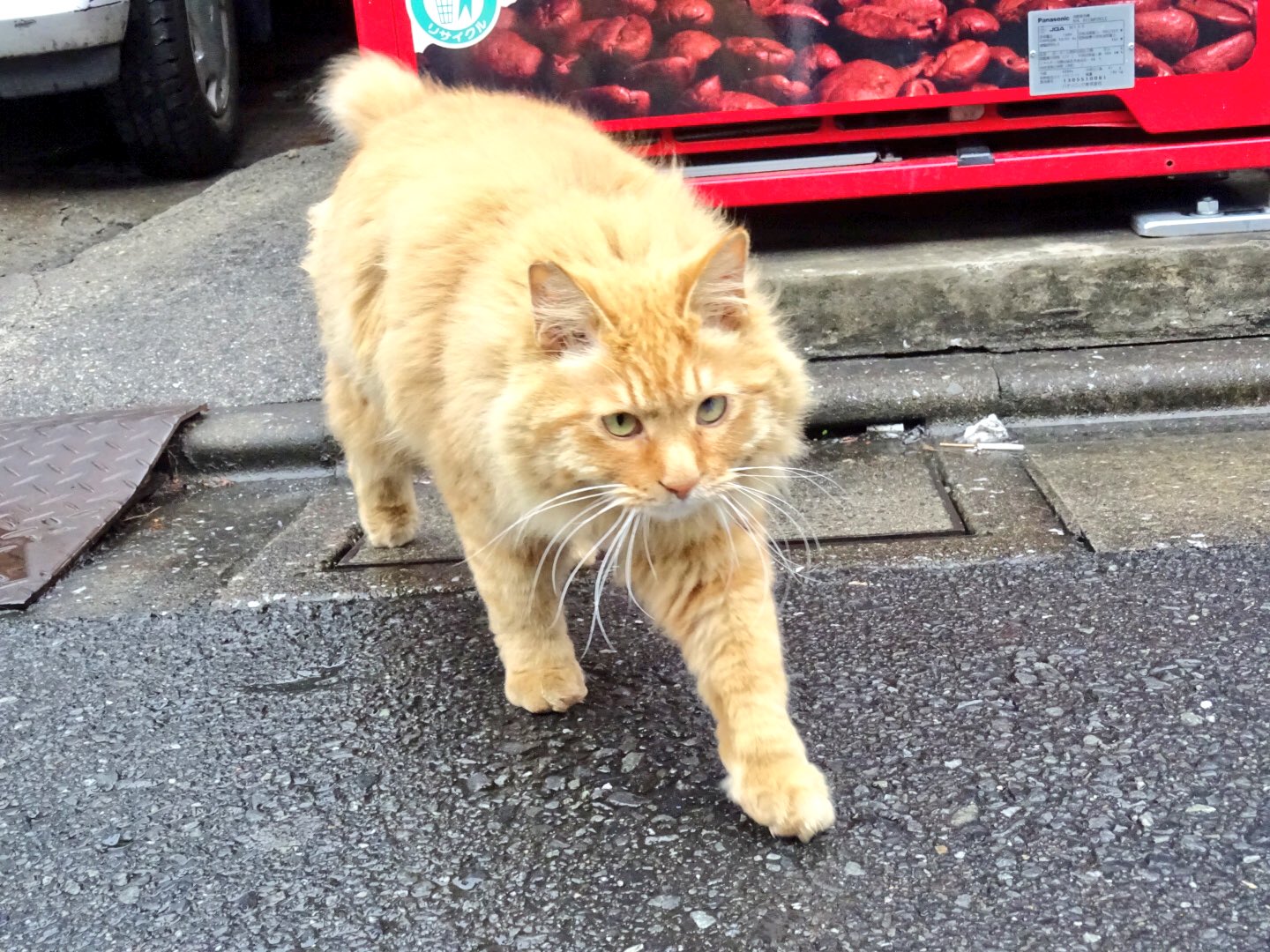野良猫 野良猫散歩🐱ねこ休み展 on X: 