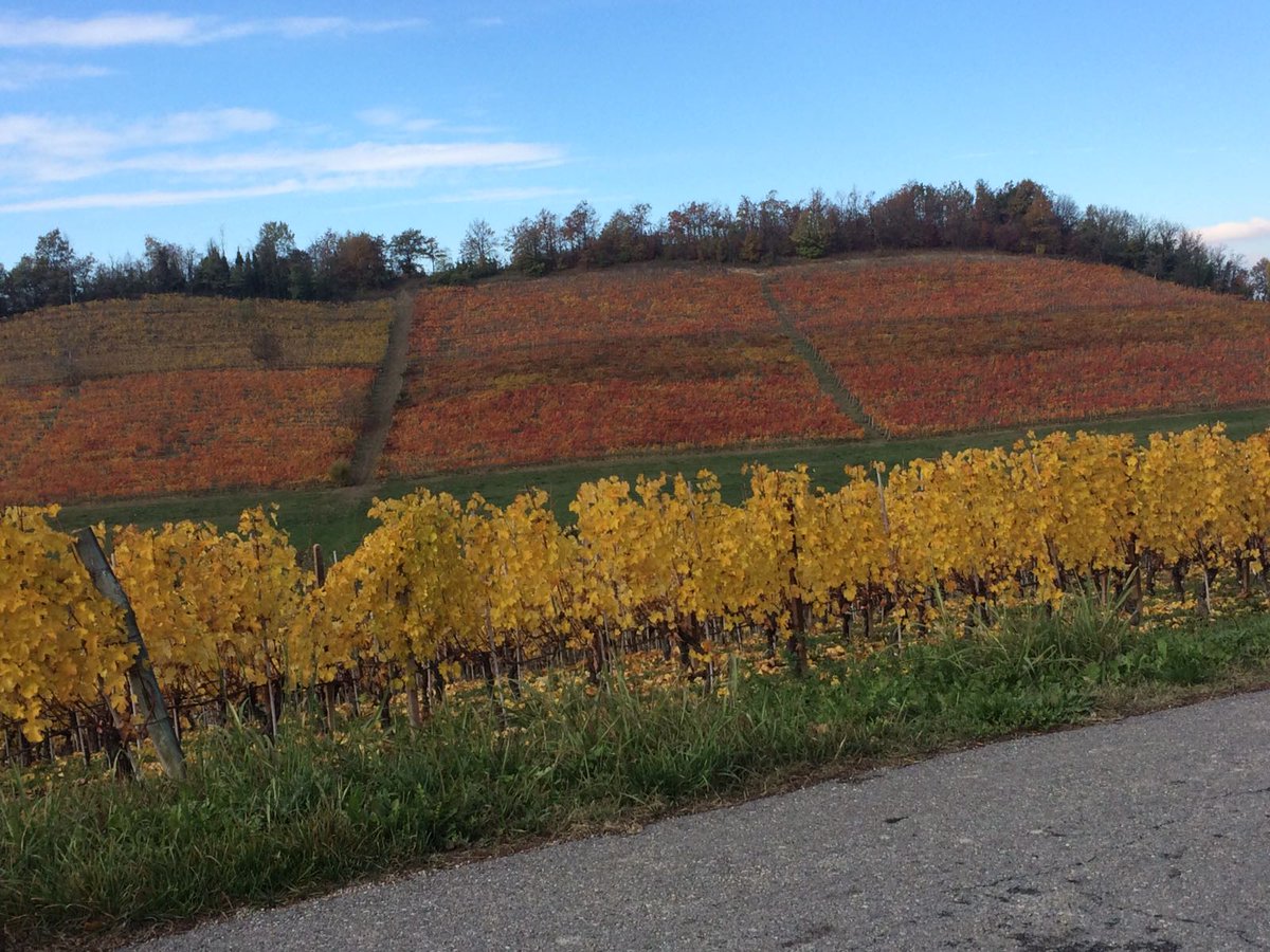 CasaMatilda's tweet photo. Colori autunnali #Dogliani #langhe #piedmont #patrimoniounesco #winelovers #foodlovers #solocosebuone #solocosebelle https://t.co/P6fteEQITf