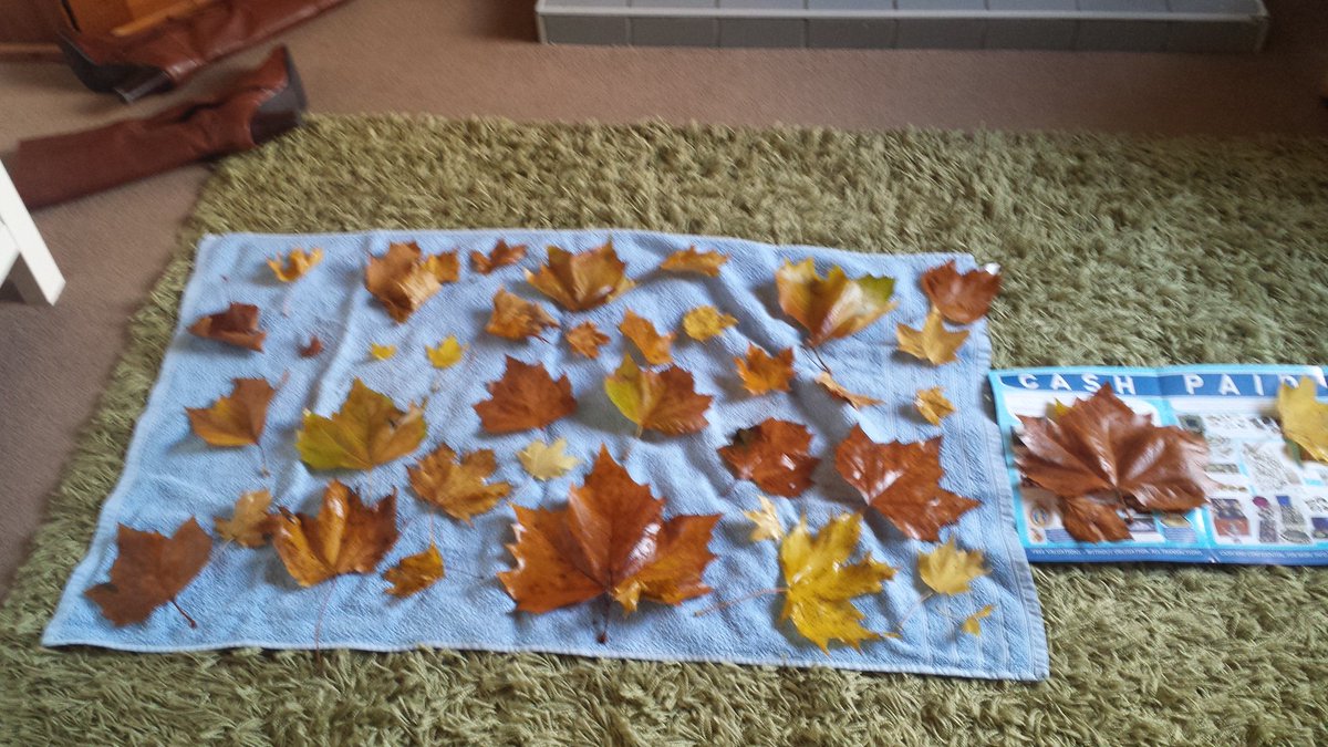 angielendon's tweet photo. Operation Thanksgiving/Fall decoration has commenced #dryingleaves #thankfulforcreativity https://t.co/LlypEV1cdM