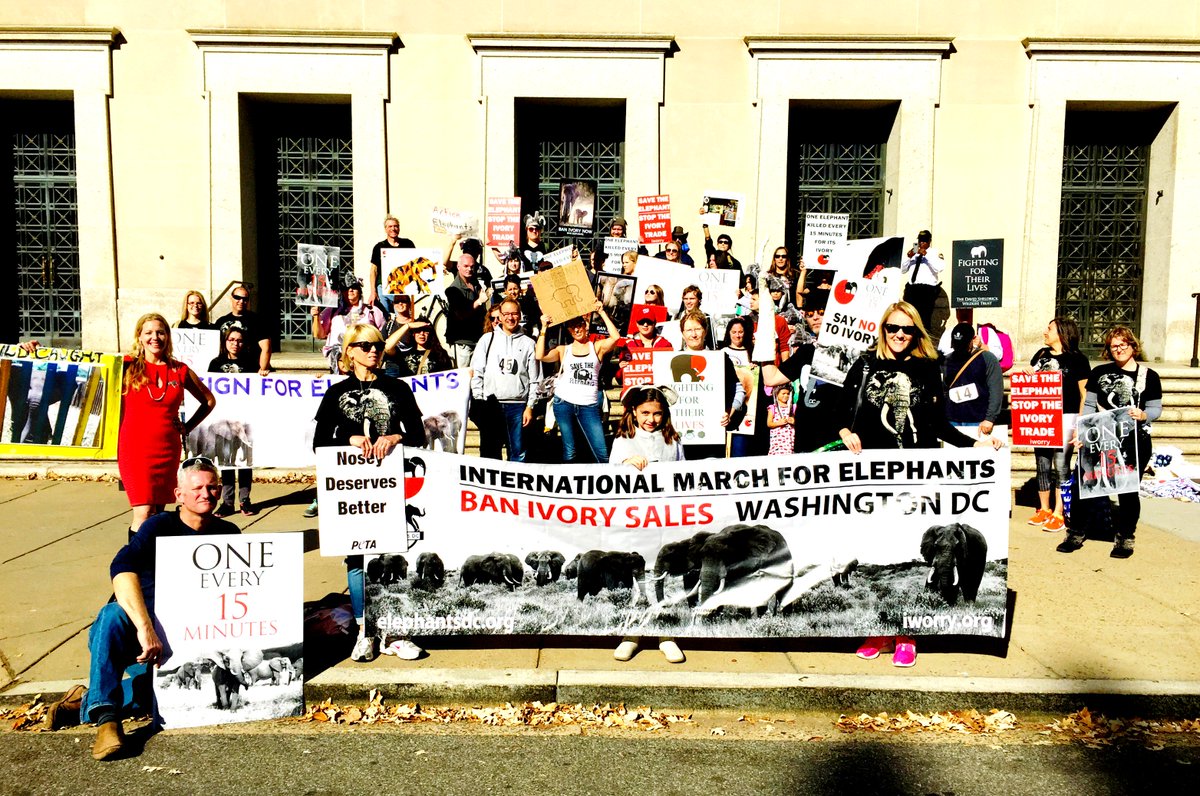 elephantsdc's tweet photo. No excuse for any profiteering from elephant extinction @USFWS.
They deserve moral courage, not compromised votes of inaction.
#ivoryfreeDC https://t.co/eyG9CPuykx