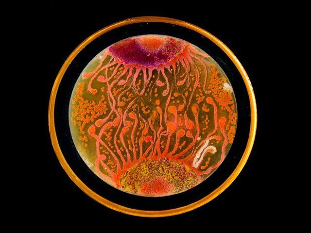 ThePsychoMicro's tweet photo. RT @bido096 "Scientists Create Cool and Amazing Art from Bacteria 
#Agar_Art https://t.co/V65qH8LIXk"
