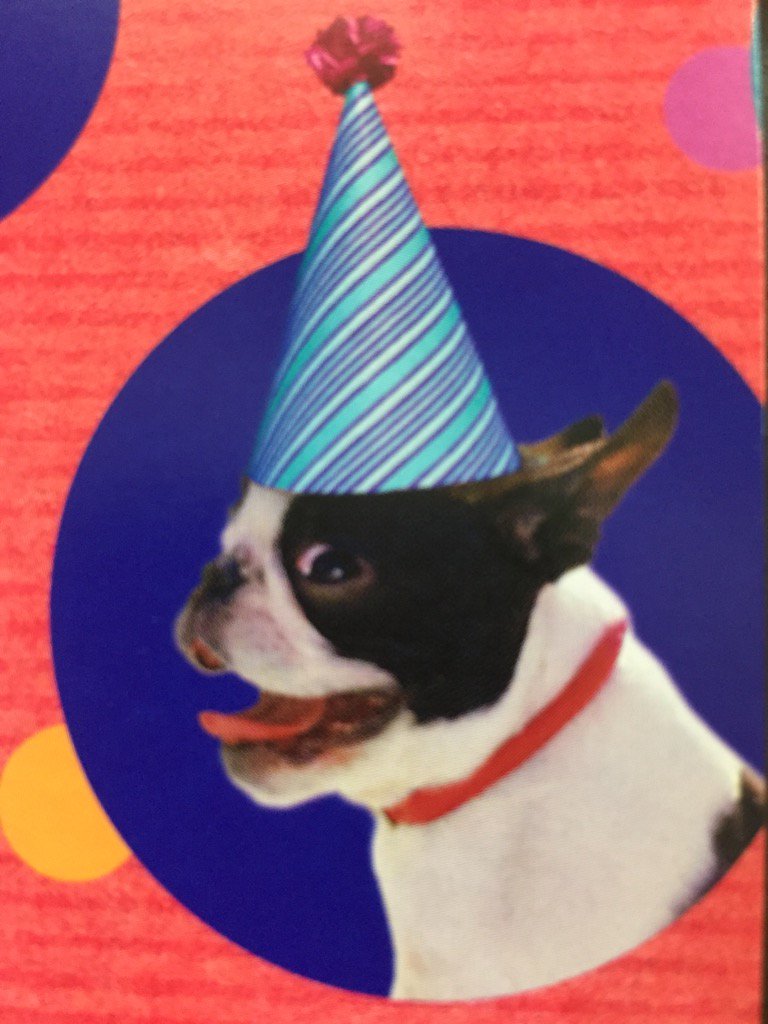 grahamjwpollard's tweet image. Happy 7th Birthday Kiki #BostonTerrierModel ❤️🐾❤️