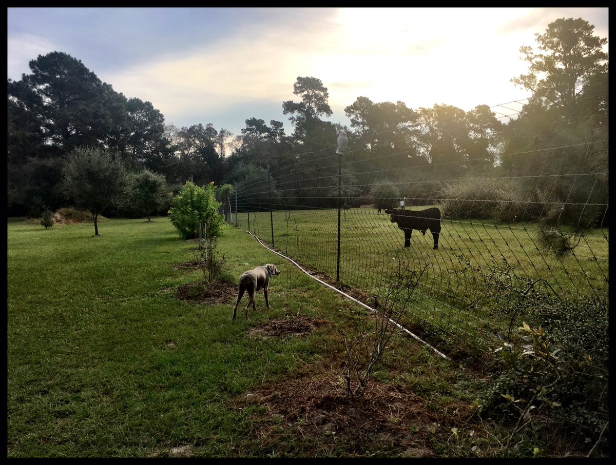BethMooreLPM's tweet photo. When it comes to loving thy neighbor, one thine's gotta be willing to make the first move. 

No cowing down. https://t.co/s0ob63RgBW