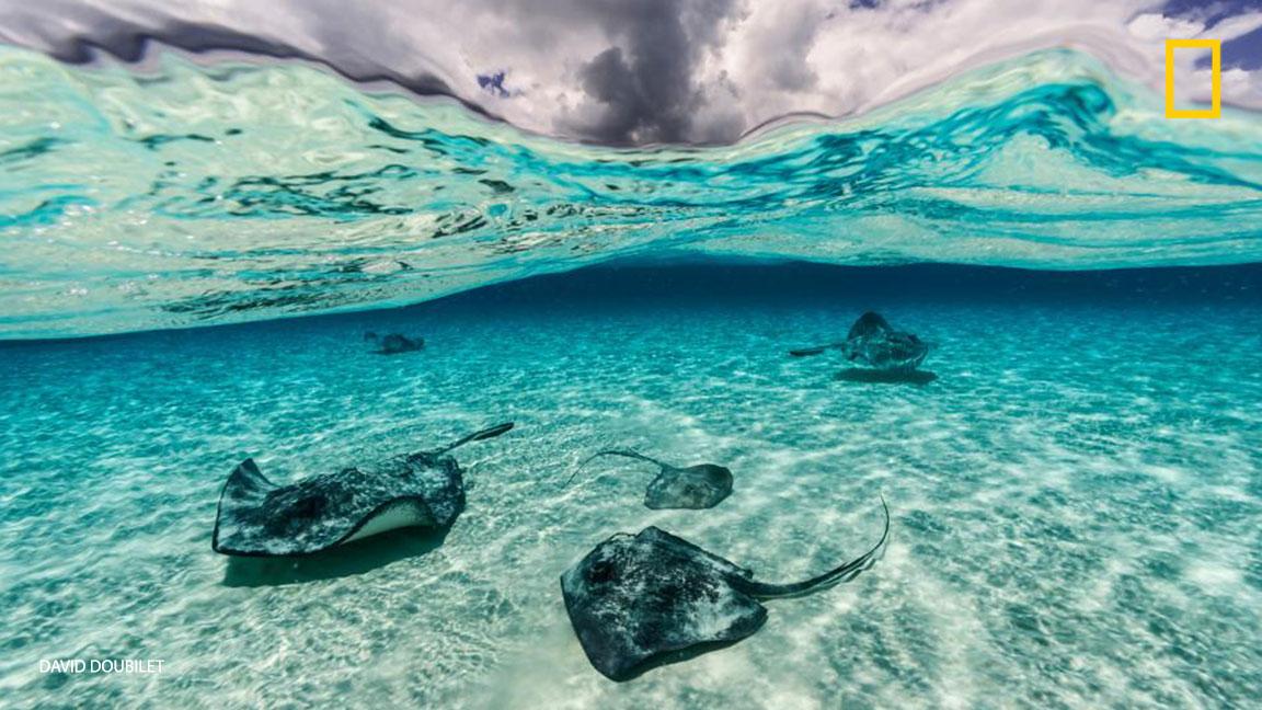 NatGeoPhotos's tweet photo. From the waters of Cuba to the Grand Cayman islands, no ocean is too deep for this underwater photographer: https://t.co/kWw2cxcaGd https://t.co/Eti5EaZILJ