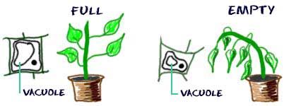 VoteVacuole2016's tweet photo. Without the vacuole, the cell will be sad and won’t be able to stand up right. Don’t let this happen, vote vacuole! #cellvote16 @bulleribio https://t.co/jfQ1aZiiFw