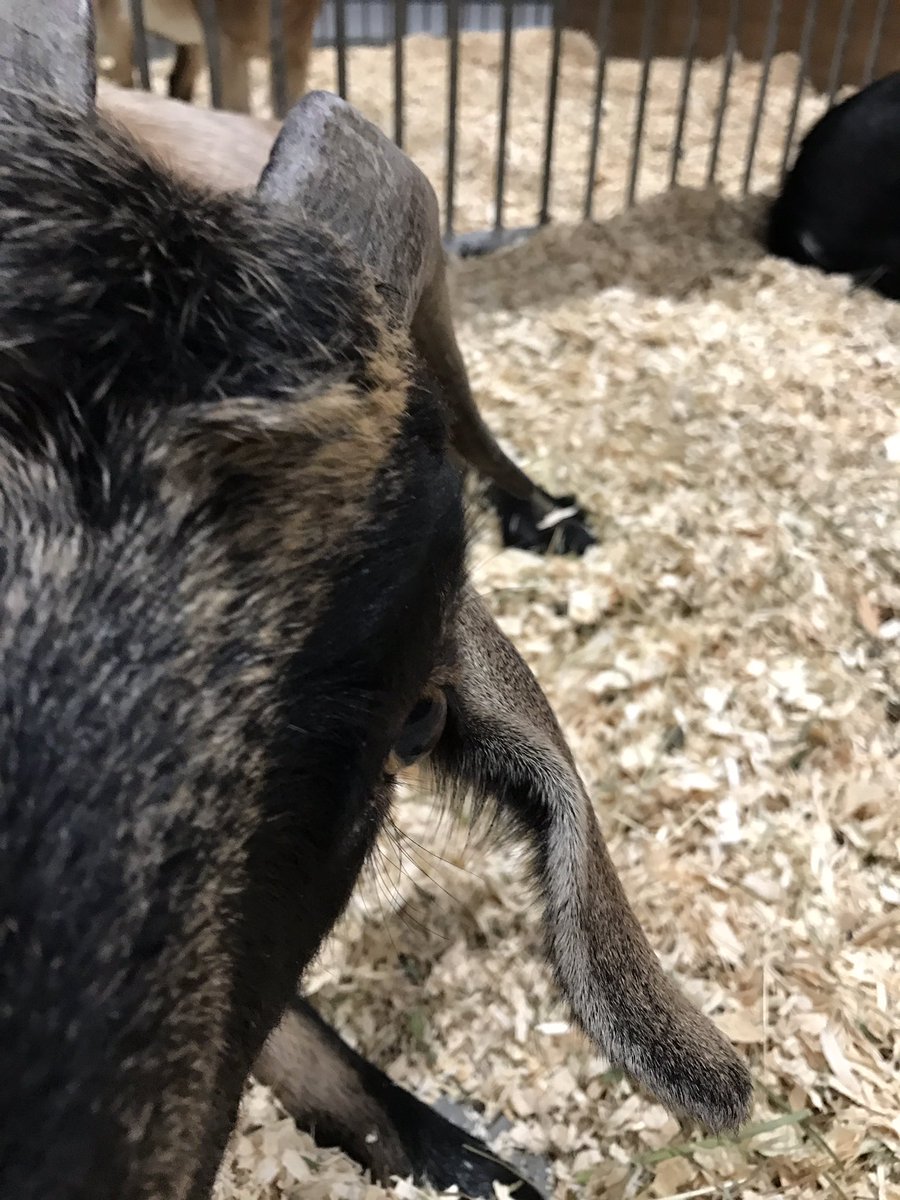 Hooves make it tough for taking selfies come see me and take a selfie but you've got to hold the camera #RoyalGoat I'm on at 1145am <a href="/THERAWF/">The Royal Agricultural Winter Fair</a>