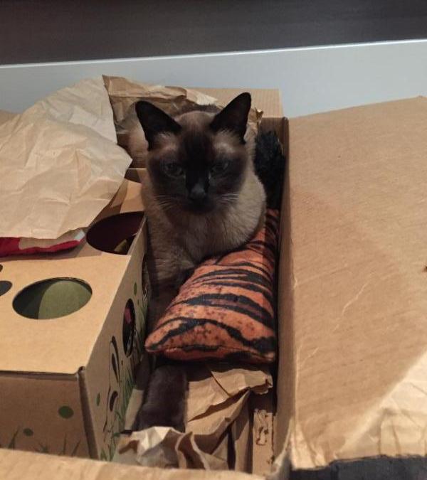 PurrrfectlyH's tweet image. Have you seen our latest news?#pets #cats #catblogs conta.cc/2f1lNF7