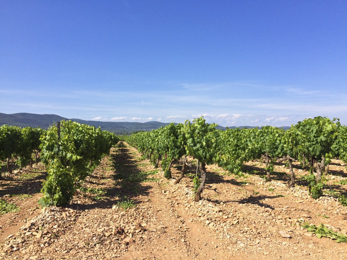 thibauddesprets's tweet photo. Domaine viticole à vendre en Provence, vignoble Côtes de Provence, bastide, cave #vignobleàvendre #oenotourisme #vignoble #domaineviticole https://t.co/65jherRHVS