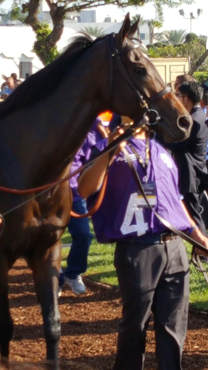 Forego137's tweet image. Happy retirement FLINTSHIRE #BCTurf