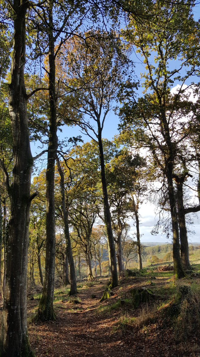 Autumn morning at Berry Castle  @https://twitter.com/DevonHistEnv @https://twitter.com/cornwallarch      youtu.be/jQpCxrCVsZU