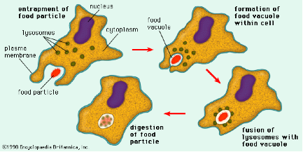 VoteVacuole2016's tweet photo. Wondering how the food vacuole works? Wonder no more! #cellvote16 @bulleribio https://t.co/4i9RFf4Sp9