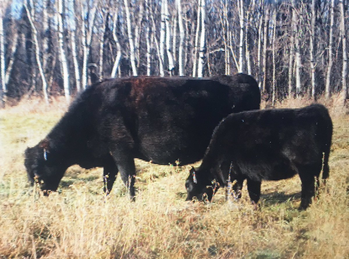 NerbasBrosAngus's tweet image. CAUTION: Forage training in progress. #learnedbehavior