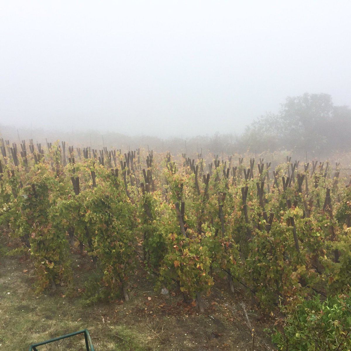 RussellVine1981's tweet photo. Super fog in the vineyard this morning. #foggydays #fallvineyard #pasowine https://t.co/Y7NXK5nOod