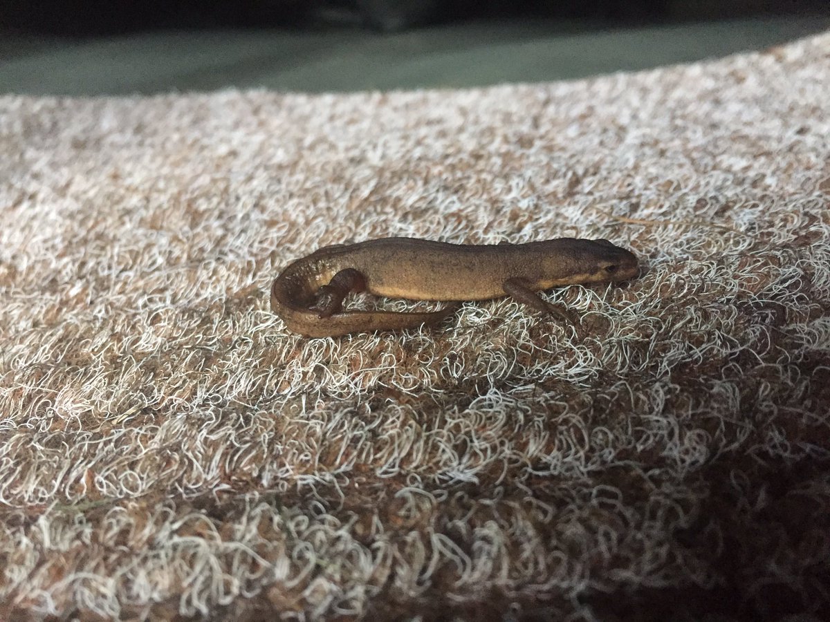 Carp not playing this weekend😭 on the plus side I gave this little fella shelter from the cold for a few nights