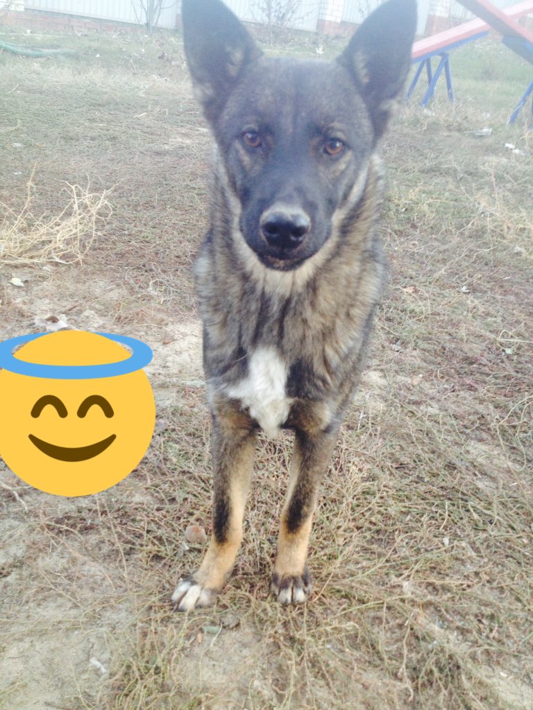 mess_sasha's tweet image. #помощьбездомнымживотным Сегодня обеспечила собачку едой и пачкой чипсов😍он такой милый и добрый 😘как можно не дать ему вкусняшек ?😈