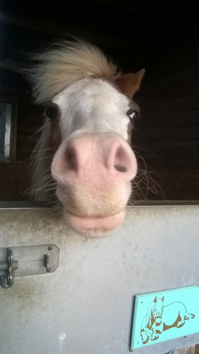 WelshSectionA's tweet image. #MyFamousPet this is my Welsh pony Bailey he is 21 and is a amazing pony who gave me all my confidence 💖💖