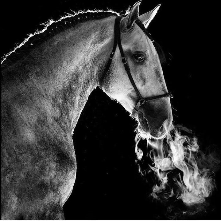 paardverzameld's tweet photo. Smoking! Photo by Brazilian equine photographer Raphael Macek. #raphaelmacek #art #photography #photooftheday https://t.co/LdPVqKYwXk