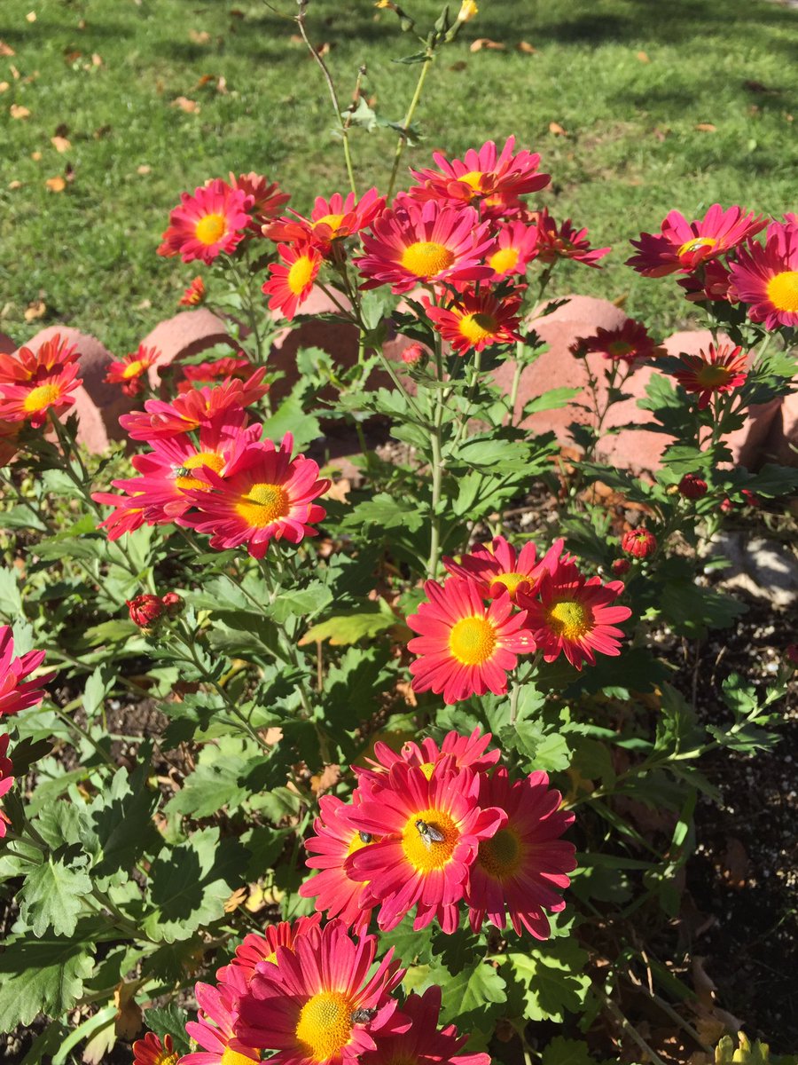 YYZahra's tweet image. It's November 6th yet it feels and looks like Spring #fallTO #frontyard