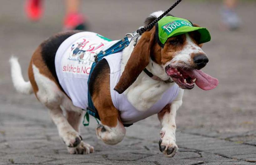 TuTicket_Co's tweet photo. ¿Cuánto puede correr tu cachorro? Averígualo el 20 de Noviembre en @petruncolombia. Compra tu ticket en https://t.co/CdEwud0fFI https://t.co/q1WP2LOjnF