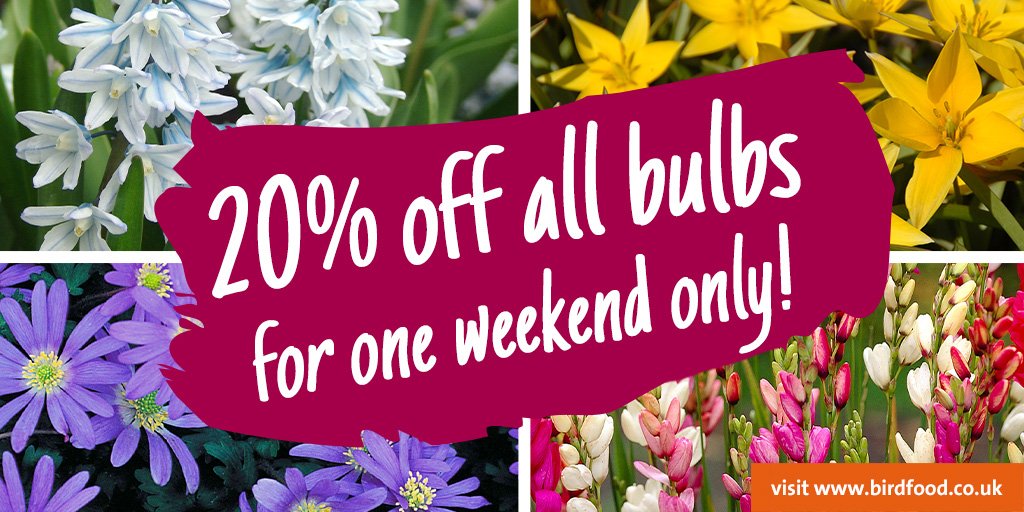 CJWildlife's tweet photo. Last chance to get 20% off ALL BULBS visit https://t.co/EVWip6vlhQ #wildlifegardening #bulbs #plants https://t.co/PmRDBPb0bs