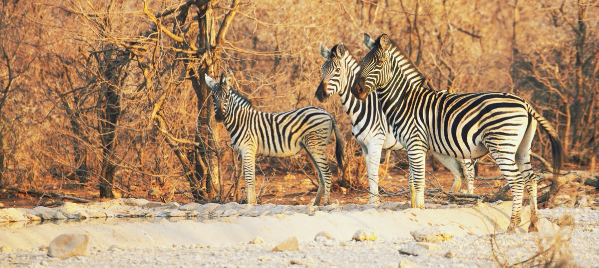limpopolipadi's tweet photo. Stunning #Zebra shot by @corneliedejong; at Magermans waterhole

#conservation #africa #wildlife https://t.co/8MfAsv1pmP