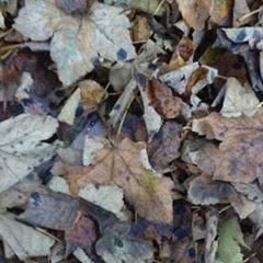 SmithyKaren74's tweet photo. Can you spot the eye??#autumnalfun https://t.co/QzgRJ3m4Cw