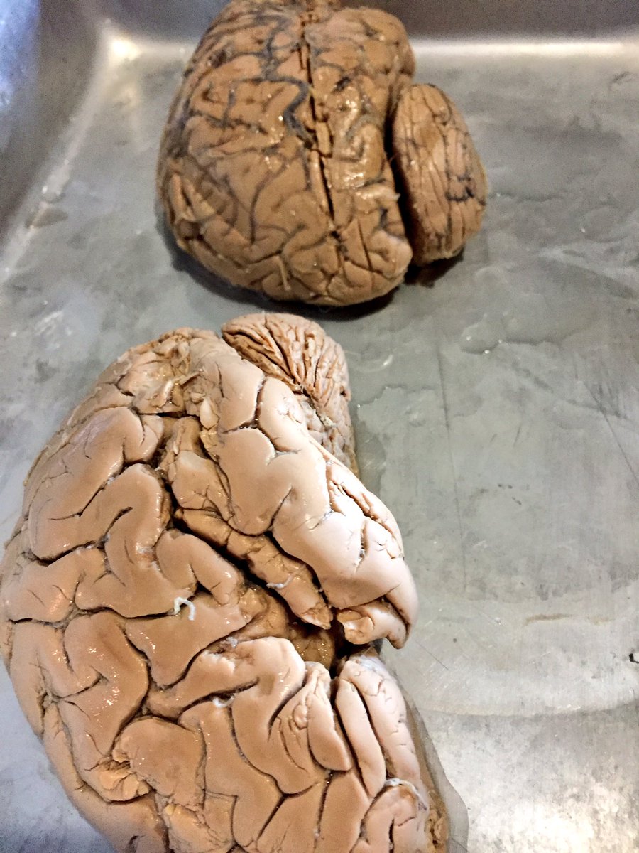 ScienceAtCal's tweet photo. Brains, Bugs, Virtual Reality! #basf16 #innerscientist @bayareascience #UCberkeley https://t.co/LzLU0zZ6Po