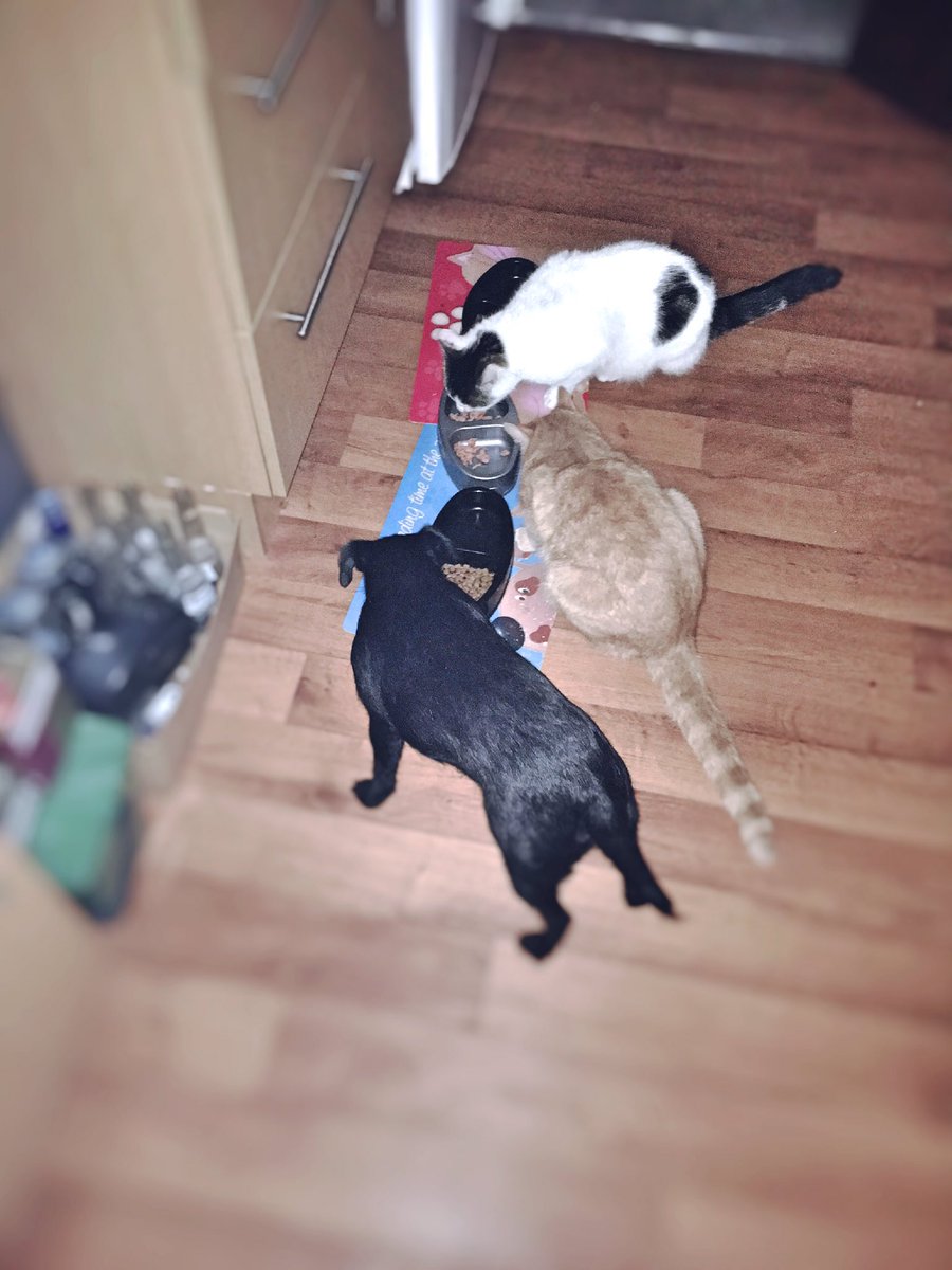 mogsanddog's tweet photo. Friends that play together eat together ❤️ https://t.co/5r1qqFkRyP