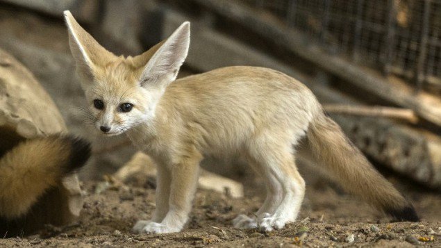 jacobrichman's tweet photo. @Isragent Newborn fennec foxes frolic in Ramat Gan Safari
https://t.co/VbWUAfJ3mD https://t.co/4X3VzUdogT