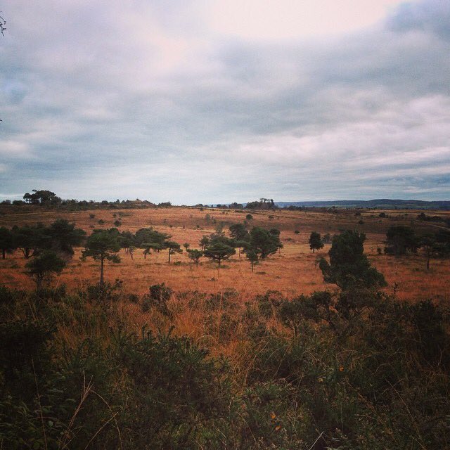 Ross Packman (@roscopackman) on Twitter photo My first feature for <a href="/JurassicMags/">Jurassic Coast Mag</a> 2017; the African savannah (Also known as @EastDevonAONB's <a href="/PebblebedHeaths/">Pebblebed Heaths</a>)! My first feature for <a href="/JurassicMags/">Jurassic Coast Mag</a> 2017; the African savannah (Also known as @EastDevonAONB's <a href="/PebblebedHeaths/">Pebblebed Heaths</a>)!