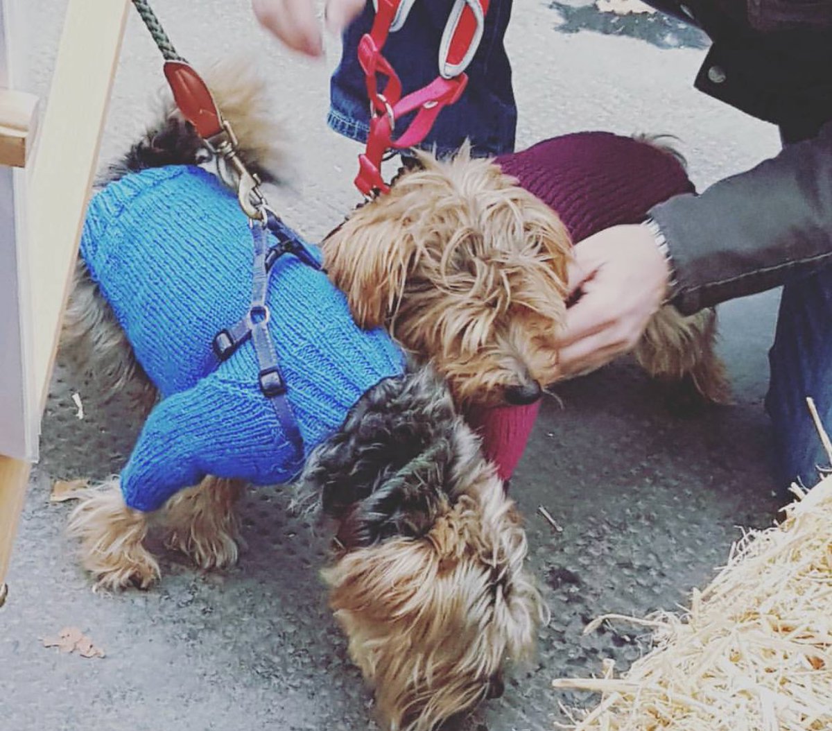 bandvtrading's tweet photo. These 2 guys stopped by to keep themselves #cosydogs in #handmade #wool #dogjumpers *photo credits go to our lovely neighbour @SweetMabelUK https://t.co/tPJ23X7oXB