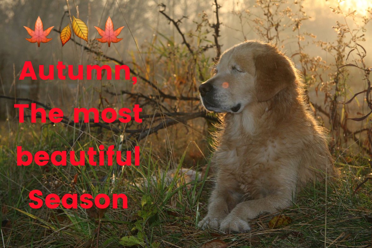 Mysmileydog's tweet photo. https://t.co/J8PXdJNaNX
