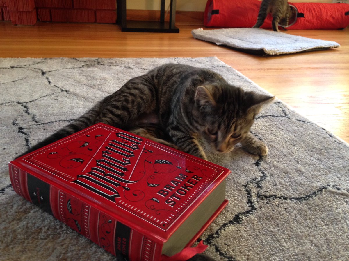 DrSprankle's tweet image. To cope with the stress of Trump being in town today, I adopted two kittens (Lucy in the foreground, Mina in the back). #KittensAgainstTrump