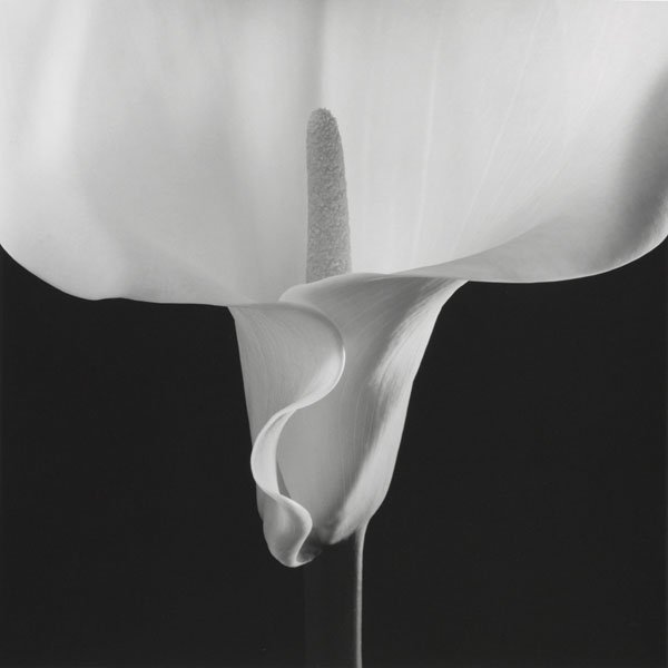 #Flor y #piel. goo.gl/SLdbp8 @MapplethorpeFdn @dosmanzanas #LGTB #RobertMapplethorpe #fotografía #photography #Mapplethorpe #gay