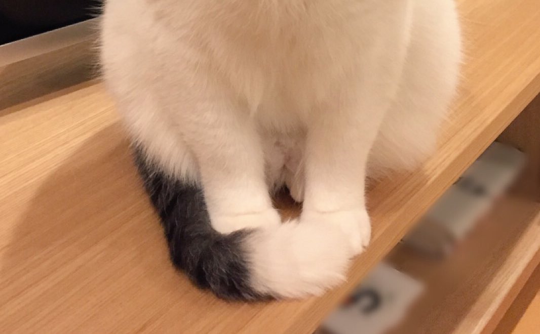 寒くなってきたニャ 猫さんたちのしっぽマフラーが発動される季節になりました Togetter 寒くなってきたニャ 猫さんたちのしっぽマフラーが発動される季節になりました Togetter