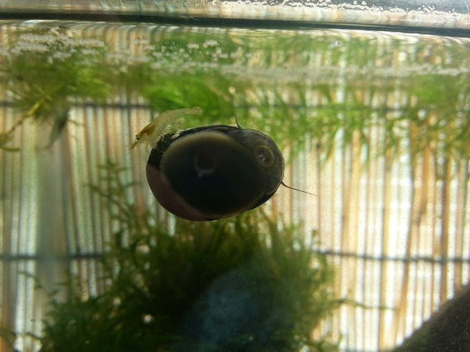 癒しのビオトープ メダカと混泳できる生き物と 一緒に飼えない生き物をご紹介 メダカと混泳させる生き物について 混泳できる生き物 メダカは グッピーなどの飼育条件が同じ小型の魚であれば 混泳させることができます また T Co Ovv1yxr0pz 癒しのビオトープ メダカと混泳できる生き物と 一緒に飼えない生き物をご紹介 メダカと混泳させる生き物について 混泳できる生き物 メダカは グッピーなどの飼育条件が同じ小型の魚であれば 混泳させることができます また T Co Ovv1yxr0pz