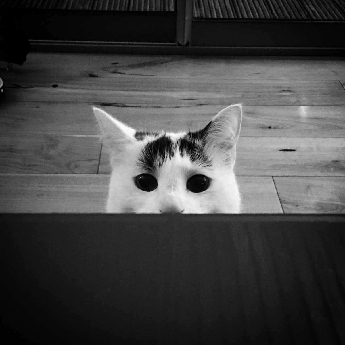 joelneill's tweet photo. Always creepin, never sleepin*
(*also always sleepin)
#BrodyHellcat https://t.co/wqDX3dxkhD