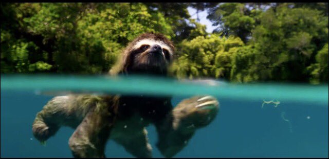 MariaHeather's tweet image. Love this little guy, if he was any more chilled he&apos;d be stopped !! The #pygmysloth in search of a good seeing to !!! 😂 #planetearth2