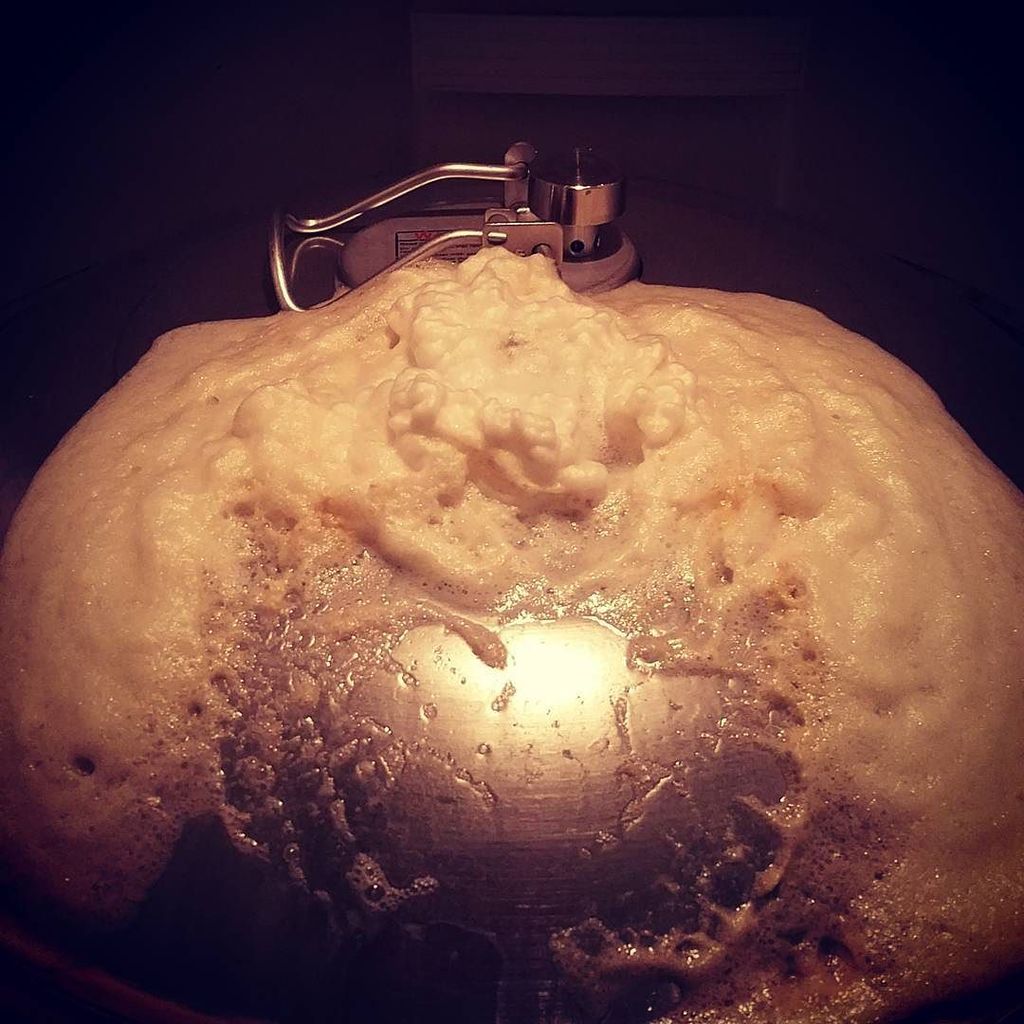 frybrews's tweet photo. Yeeeeehawwww Saison is taking off #frybrews #fryferments #milkthefunk #saison #brett #wlp5… https://t.co/AHpOMdzSkC https://t.co/LpDWJCRSsh