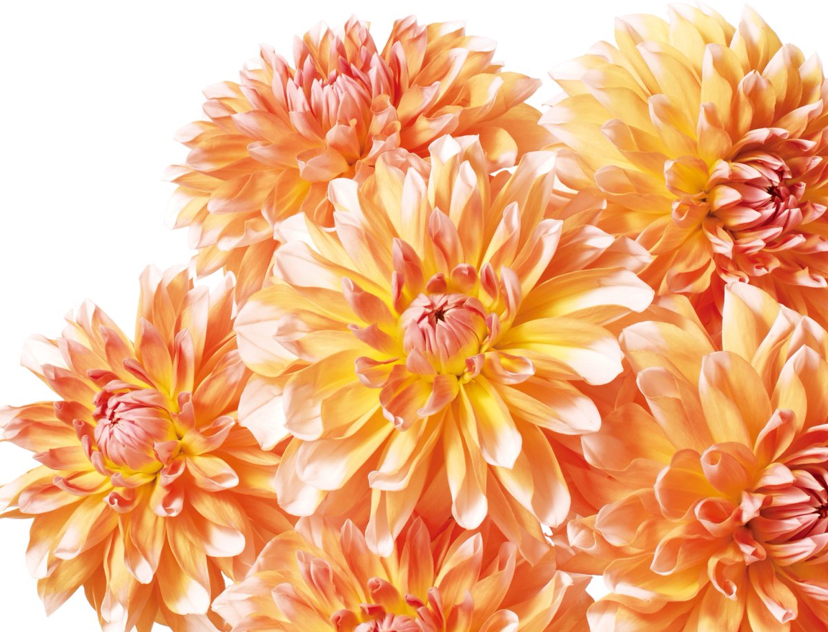 ট ইট র イーフローラ 全国お花屋さんネットワーク この花だぁれ 今月のこの花ツイートキャンペーン 11月のテーマフラワー ダリア はこちら キク科の植物で 色の種類は豊富ですが どれも豪華で存在感ある豪華な花です 16今月のこの花 T Co