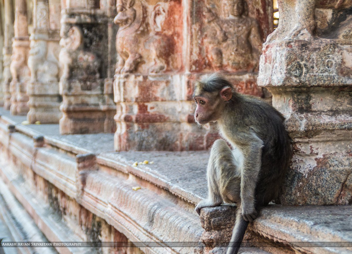 A Sitting Monkey #photography #nikon #hampi # VirupakshaTemple #karnataka #animals #monkeys