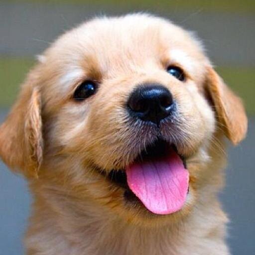 Sam_King372's tweet photo. #PupperPic 11 is so happy it's @katyxstapp's birthday! https://t.co/BpZghFoq4q