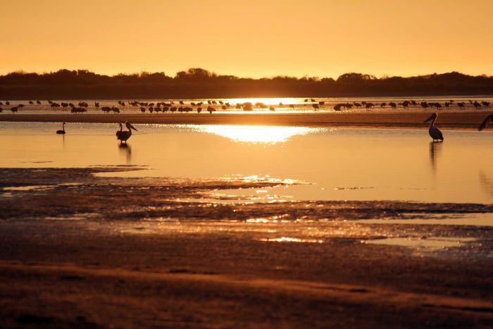 Floods boost bird populations across Murray Darling, Eyre Basin river systems. abc.net.au/news/2016-11-0… <a href="/UNSWScience/">UNSW Science</a> ecosystem.unsw.edu.au/logs/eastern-a…