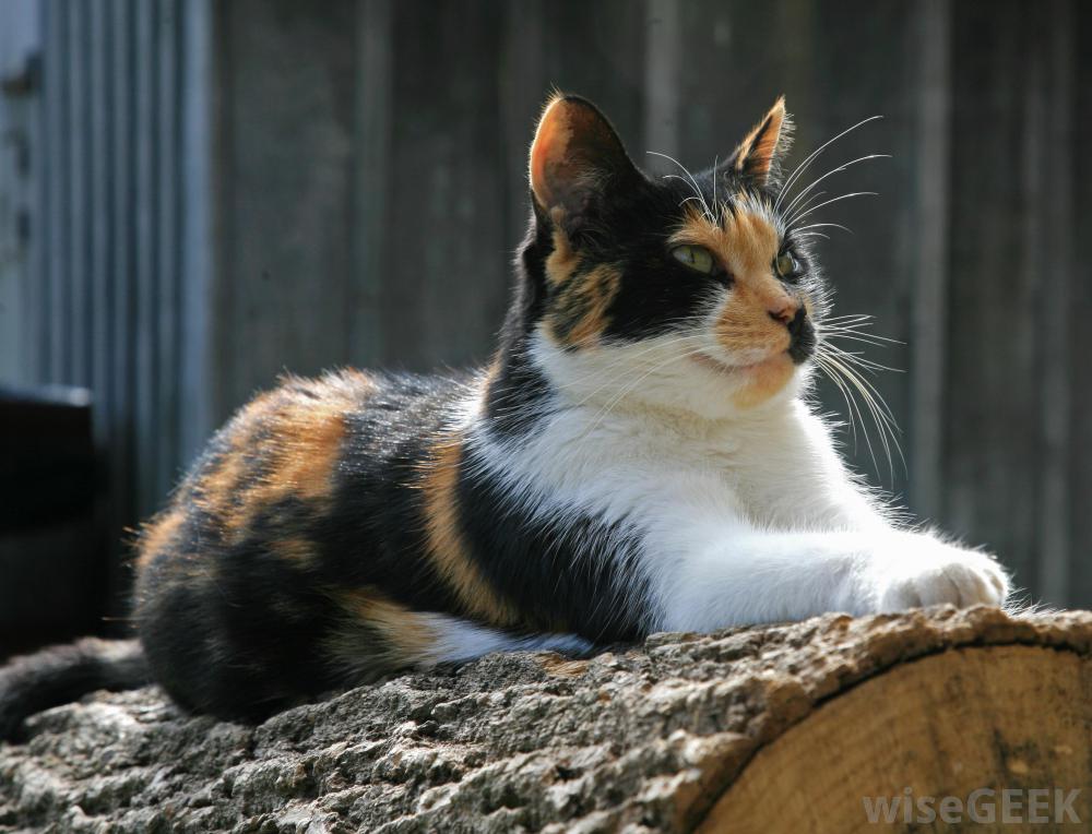 DrPnygard's tweet photo. I gaze at her in wonder
She gazes back
With her clear golden eyes. "A Village Cat," by poet #AnnePorter, born today in 1911. https://t.co/LUIOft0Idm