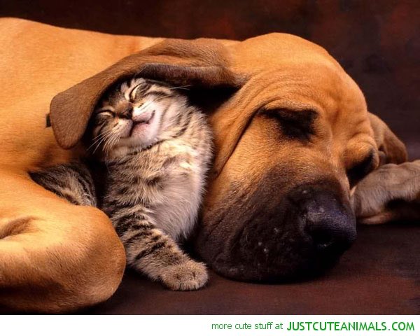 lambdachiumich's tweet photo. Hope everyone is well rested with the extra hour of sleep this weekend! These cute guys sure are! https://t.co/uzlSJ4hTIJ