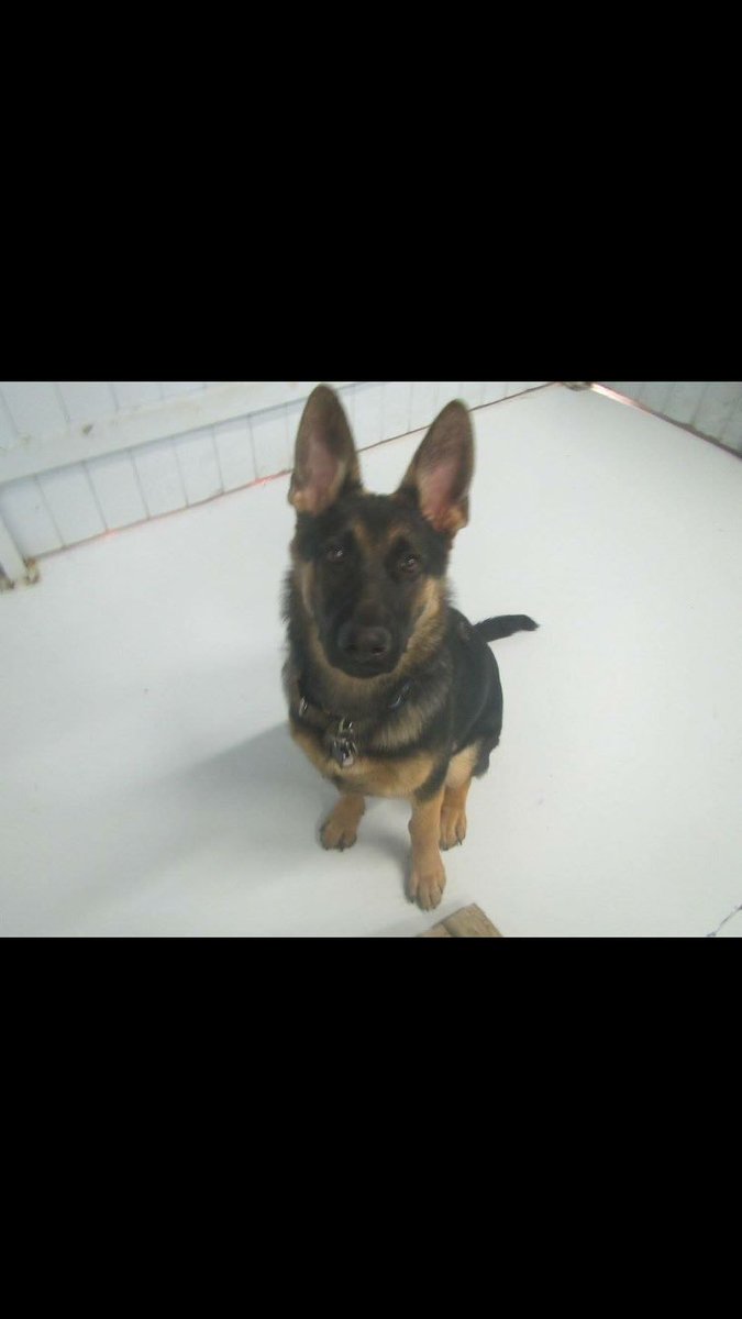 jetpetresort's tweet photo. A happy pup on his first day of #daycare! #jetpet #daycare #germanshep #puppy https://t.co/fmJI6AiKnj