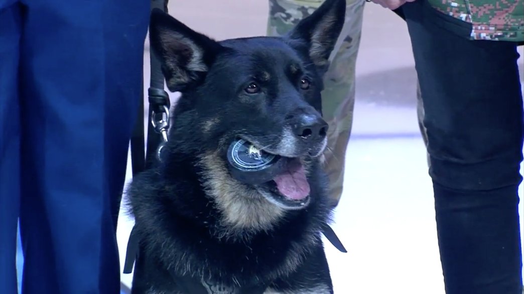 Sportsnet's tweet photo. A bomb sniffing dog dropped a ceremonial puck at the #Ducks - #Flames game. https://t.co/Z26Dh8XJaY https://t.co/PazDspyP4x