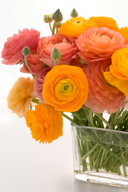 bulb_chat's tweet photo. #Ranunculus is one of the most #gorgeous #spring #flowers - in my opinion! https://t.co/MA9PBKIAE7 #gardenchat #plantchat #bulbchat https://t.co/F6KSWmZxUG
