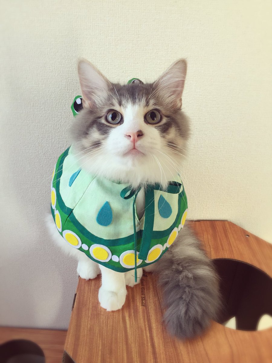 おっち No Twitter けろけろっ ツユハちゃんモチーフ武器 ケロブレラ の猫用ケープを作ってみました 癒しの雨だよ 愛が変な方へ向かってる 笑 ツユハ 白猫 白猫プロジェクト